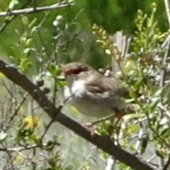 Malurus cyaneus at Greenway, ACT - 19 Nov 2016