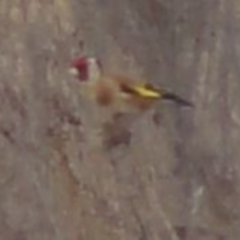 Carduelis carduelis (European Goldfinch) at Greenway, ACT - 10 Jul 2016 by SteveC