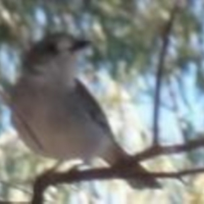 Colluricincla harmonica (Grey Shrikethrush) at Greenway, ACT - 25 Jun 2016 by SteveC