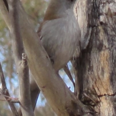 Colluricincla harmonica (Grey Shrikethrush) at Greenway, ACT - 25 Jun 2016 by SteveC