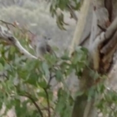 Colluricincla harmonica (Grey Shrikethrush) at Greenway, ACT - 29 Aug 2016 by SteveC