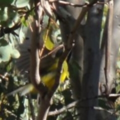 Pachycephala pectoralis (Golden Whistler) at Greenway, ACT - 29 May 2016 by SteveC