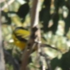 Pachycephala pectoralis at Greenway, ACT - 30 May 2016