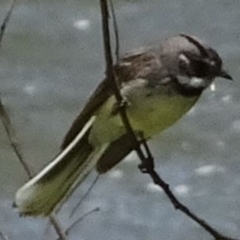 Rhipidura albiscapa (Grey Fantail) at Greenway, ACT - 19 Nov 2016 by SteveC