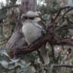 Dacelo novaeguineae (Laughing Kookaburra) at Greenway, ACT - 29 Aug 2016 by SteveC