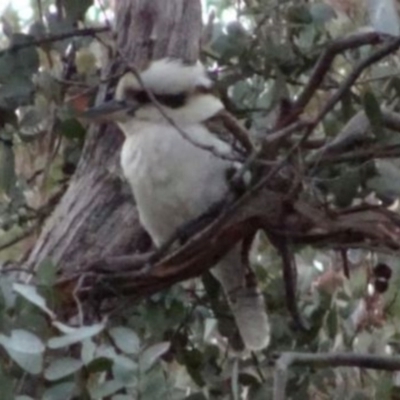 Dacelo novaeguineae (Laughing Kookaburra) at Greenway, ACT - 29 Aug 2016 by SteveC