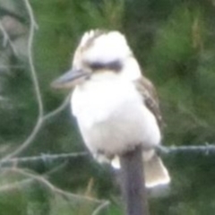 Dacelo novaeguineae at Greenway, ACT - 29 Aug 2016