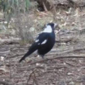 Gymnorhina tibicen at Greenway, ACT - 10 Jul 2016 05:38 PM