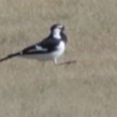 Grallina cyanoleuca (Magpie-lark) at Greenway, ACT - 29 May 2016 by SteveC