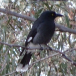 Strepera graculina at Greenway, ACT - 21 Aug 2016