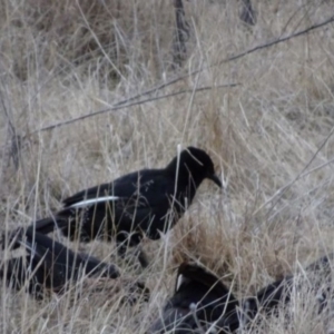 Corcorax melanorhamphos at Greenway, ACT - 2 Jan 2017