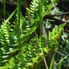 Polystichum proliferum (Mother Shield Fern) at Paddys River, ACT - 9 Dec 2016 by galah681