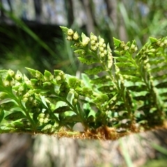 Polystichum proliferum at Paddys River, ACT - 10 Dec 2016 10:55 AM