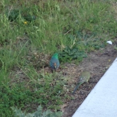 Psephotus haematonotus (Red-rumped Parrot) at Greenway, ACT - 19 Nov 2016 by SteveC