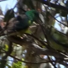 Psephotus haematonotus (Red-rumped Parrot) at Greenway, ACT - 19 Nov 2016 by SteveC