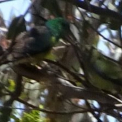 Psephotus haematonotus (Red-rumped Parrot) at Greenway, ACT - 18 Nov 2016 by SteveC