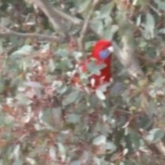 Platycercus elegans (Crimson Rosella) at Pine Island to Point Hut - 10 Jul 2016 by SteveC