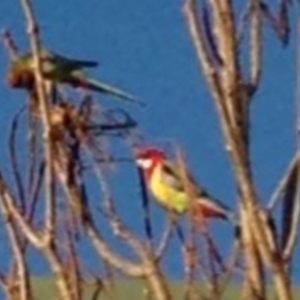 Platycercus eximius at Greenway, ACT - 10 Jul 2016 04:57 PM