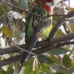 Platycercus eximius at Greenway, ACT - 10 Jul 2016 04:57 PM