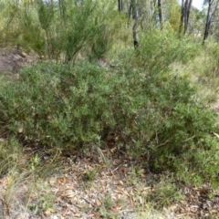 Acacia lanigera var. lanigera (Woolly Wattle, Hairy Wattle) at Cook, ACT - 26 Dec 2016 by RWPurdie