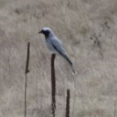 Coracina novaehollandiae (Black-faced Cuckooshrike) at Greenway, ACT - 8 Oct 2016 by SteveC