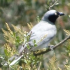 Coracina novaehollandiae (Black-faced Cuckooshrike) at Greenway, ACT - 19 Nov 2016 by SteveC