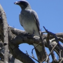 Coracina novaehollandiae (Black-faced Cuckooshrike) at Greenway, ACT - 27 Nov 2016 by SteveC