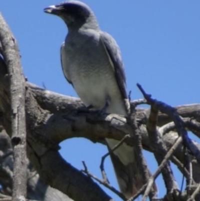 Coracina novaehollandiae (Black-faced Cuckooshrike) at Greenway, ACT - 27 Nov 2016 by SteveC