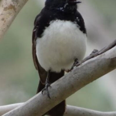 Rhipidura leucophrys (Willie Wagtail) at Greenway, ACT - 9 Oct 2016 by SteveC