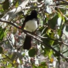 Rhipidura leucophrys (Willie Wagtail) at Greenway, ACT - 27 Nov 2016 by SteveC