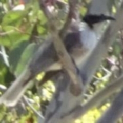 Philemon corniculatus (Noisy Friarbird) at Greenway, ACT - 19 Nov 2016 by SteveC