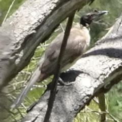 Philemon corniculatus (Noisy Friarbird) at Greenway, ACT - 27 Nov 2016 by SteveC