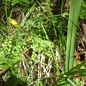 Adiantum aethiopicum at Paddys River, ACT - suppressed