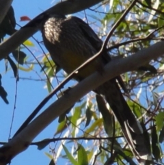 Anthochaera carunculata (Red Wattlebird) at Greenway, ACT - 10 Jul 2016 by SteveC