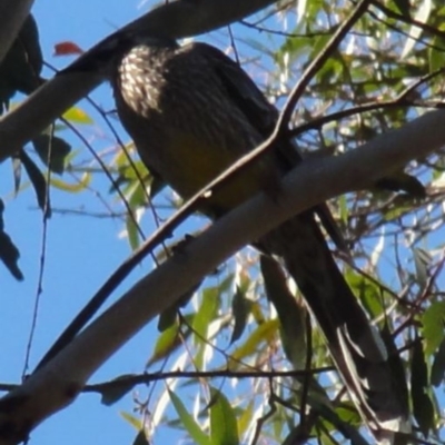 Anthochaera carunculata (Red Wattlebird) at Greenway, ACT - 10 Jul 2016 by SteveC