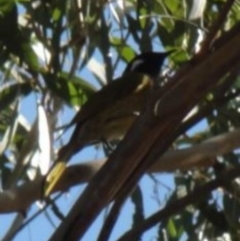 Nesoptilotis leucotis (White-eared Honeyeater) at Greenway, ACT - 10 Jul 2016 by SteveC