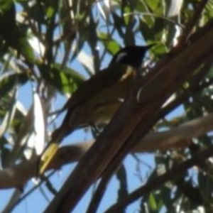 Nesoptilotis leucotis at Greenway, ACT - 10 Jul 2016