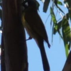 Nesoptilotis leucotis at Greenway, ACT - 10 Jul 2016