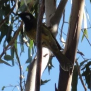 Nesoptilotis leucotis at Greenway, ACT - 10 Jul 2016