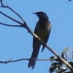 Anthochaera carunculata (Red Wattlebird) at Greenway, ACT - 10 Jul 2016 by SteveC