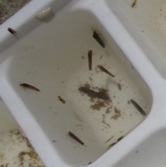 Trichoptera (order) at Paddys River, ACT - 10 Dec 2016 12:42 PM