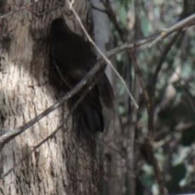 Cormobates leucophaea (White-throated Treecreeper) at Greenway, ACT - 10 Jul 2016 by SteveC