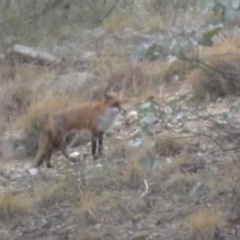 Vulpes vulpes (Red Fox) at Greenway, ACT - 10 Jul 2016 by SteveC