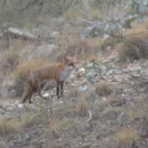 Vulpes vulpes at Greenway, ACT - 10 Jul 2016 05:24 PM