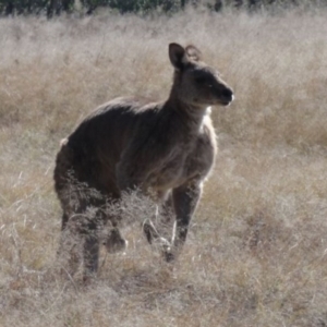 Macropus giganteus at Greenway, ACT - 10 Jul 2016