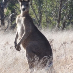 Macropus giganteus at Greenway, ACT - 10 Jul 2016 05:40 PM