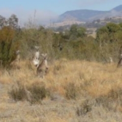 Macropus giganteus at Greenway, ACT - 10 Jul 2016 05:40 PM