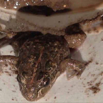 Limnodynastes tasmaniensis (Spotted Grass Frog) at Greenway, ACT - 27 Dec 2016 by SteveC