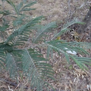 Acacia dealbata at Greenway, ACT - 21 Aug 2016