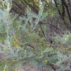 Acacia dealbata at Greenway, ACT - 21 Aug 2016